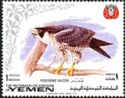 Peregrine Falcon (Falco peregrinus)