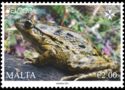 Mediterranean Painted Frog (Discoglossus pictus)