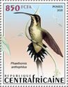 Pale-bellied Hermit (Phaethornis anthophilus)