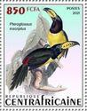 Lettered Aracari (Pteroglossus inscriptus)