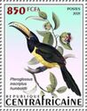 Lettered Aracari (Pteroglossus inscriptus humboldti)