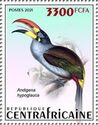 Grey-breasted Mountain-Toucan (Andigena hypoglauca)