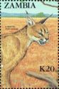 Caracal (Felis caracal)