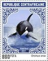 Killer Whale (Orcinus orca)