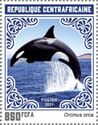 Killer Whale (Orcinus orca)