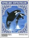 Killer Whale (Orcinus orca)