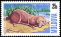 Eurasian Otter (Lutra lutra)