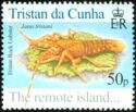 Tristan Rock Lobster (Jasus tristani)