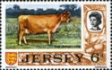 Jersey Cow (Bos primigenius taurus)