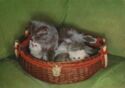 A basket with kittens