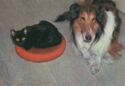 Black cat and Collie dog