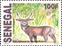 Defassa Waterbuck (Kobus defassa)