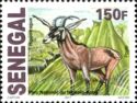 Roan Antelope (Hippotragus equinus)