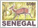 Harnessed Bushbuck (Tragelaphus scriptus)