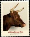 Milking Devon Cow