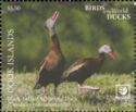 Black-Bellied Whistling Duck (Dendrocygna autumnalis)