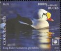 King Eider (Somateria spectabilis)