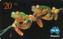Red-Eyed Tree Frog