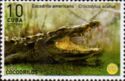 American Crocodile (Crocodylus acutus)
