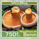 Saffron Milkcap