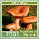 Saffron Milkcap
