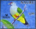Cook Islands Fruit Dove (Ptilinopus rarotongensis)