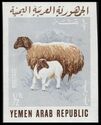 Sheep (Ovis aries)