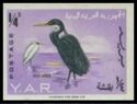 Western Reef Heron (Egretta gularis)