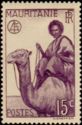 Man on Dromedary (Camelus dromedarius)