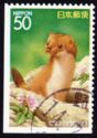 Siberian Weasel (Mustela sibirica)