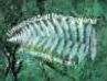 Fern