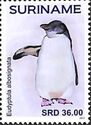 White-flippered Penguin (Eudyptula albosignata)