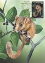 Hazel Dormouse (Muscardinus avellanarius)