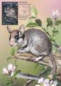 Garden Dormouse (Eliomys quercinus)