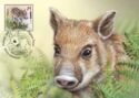 Baby Wild Boar