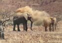 Elephants Dust Bathing