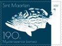 Black Grouper (Mycteroperca bonaci)