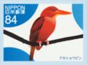 Ruddy Kingfisher (Halcyon coromanda)​