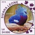 Victoria Crowned-Pigeon (Goura victoria)