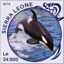 Killer Whale (Orcinus orca)