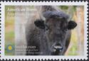 American Bison (Bos bison)