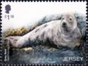 Grey Seal (Halichoerus grypus)