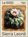 Peyote (Lophophora williamsii)