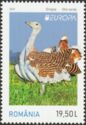 Great Bustard (Otis tarda)