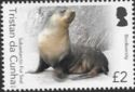 Subantarctic fur seal (Arctocephalus tropicalis)