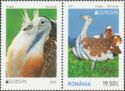Great Bustard (Otis tarda)