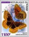 Nokomis Fritillary (Speyeria nokomis coerulescens)