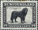 Newfoundland Dog (Canis lupus familiaris)