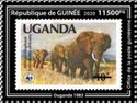 African Elephant (Loxodonta africana)