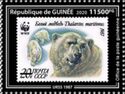 Polar Bear (Thalarctos maritimus)
